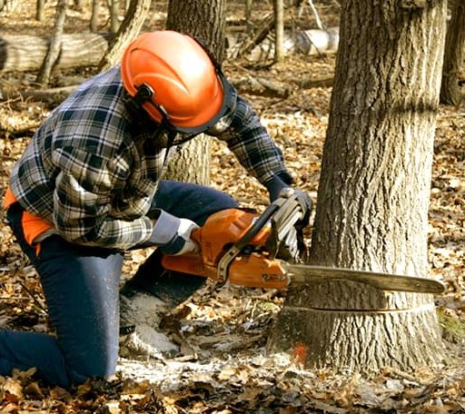Tree Removal in Akron, PA